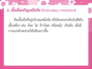 2. เนื้อเยื่อเจริญเหนือข้อ (intercalary meristem)
คือเนื้อเยื่อที่อยู่บริเวณเหนือข้อ หรือโคนของปล้องในพืชใบ
เลี้ยงเดี่ยว เช่น อ้อย ไผ่ ข้าวโพด หรือหญ้า เป็นต้น เมื่อมี
การแบ่งตัวจะช่วยให้ปล้องยาวขึ้น
 