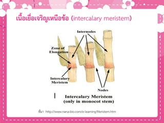 เนื้อเยื่อเจริญเหนือข้อ (intercalary meristem)
ที่มา http://www.nana-bio.com/e-learning/Meristem.htm
 