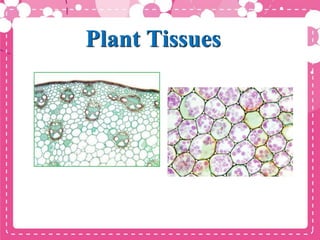 Plant Tissues
 