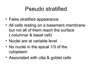 Pseudo stratified
• False stratified appearance
• All cells resting on a basement membrane
  but not all of them reach the surface
  ( columnar & basal cell)
• Nuclei are at variable level
• No nuclei in the apical 1/3 of the
  cytoplasm
• Associated with cilia & goblet cells
 