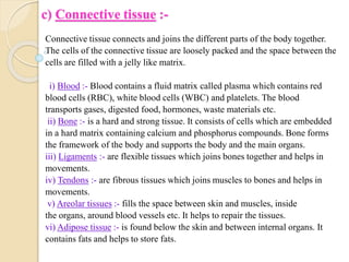 c) Connective tissue :-
Connective tissue connects and joins the different parts of the body together.
The cells of the connective tissue are loosely packed and the space between the
cells are filled with a jelly like matrix.
i) Blood :- Blood contains a fluid matrix called plasma which contains red
blood cells (RBC), white blood cells (WBC) and platelets. The blood
transports gases, digested food, hormones, waste materials etc.
ii) Bone :- is a hard and strong tissue. It consists of cells which are embedded
in a hard matrix containing calcium and phosphorus compounds. Bone forms
the framework of the body and supports the body and the main organs.
iii) Ligaments :- are flexible tissues which joins bones together and helps in
movements.
iv) Tendons :- are fibrous tissues which joins muscles to bones and helps in
movements.
v) Areolar tissues :- fills the space between skin and muscles, inside
the organs, around blood vessels etc. It helps to repair the tissues.
vi) Adipose tissue :- is found below the skin and between internal organs. It
contains fats and helps to store fats.
 