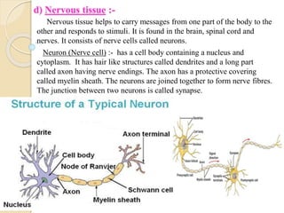 d) Nervous tissue :-
Nervous tissue helps to carry messages from one part of the body to the
other and responds to stimuli. It is found in the brain, spinal cord and
nerves. It consists of nerve cells called neurons.
Neuron (Nerve cell) :- has a cell body containing a nucleus and
cytoplasm. It has hair like structures called dendrites and a long part
called axon having nerve endings. The axon has a protective covering
called myelin sheath. The neurons are joined together to form nerve fibres.
The junction between two neurons is called synapse.
 