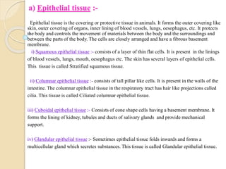a) Epithelial tissue :-
Epithelial tissue is the covering or protective tissue in animals. It forms the outer covering like
skin, outer covering of organs, inner lining of blood vessels, lungs, oesophagus, etc. It protects
the body and controls the movement of materials between the body and the surroundings and
between the parts of the body. The cells are closely arranged and have a fibrous basement
membrane.
i) Squamous epithelial tissue :- consists of a layer of thin flat cells. It is present in the linings
of blood vessels, lungs, mouth, oesophagus etc. The skin has several layers of epithelial cells.
This tissue is called Stratified squamous tissue.
ii) Columnar epithelial tissue :- consists of tall pillar like cells. It is present in the walls of the
intestine. The columnar epithelial tissue in the respiratory tract has hair like projections called
cilia. This tissue is called Ciliated columnar epithelial tissue.
iii) Cuboidal epithelial tissue :- Consists of cone shape cells having a basement membrane. It
forms the lining of kidney, tubules and ducts of salivary glands and provide mechanical
support.
iv) Glandular epithelial tissue :- Sometimes epithelial tissue folds inwards and forms a
multicellular gland which secretes substances. This tissue is called Glandular epithelial tissue.
 