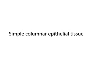 Simple columnar epithelial tissue