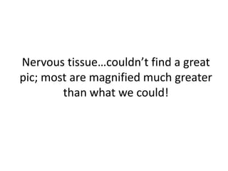 Nervous tissue…couldn’t find a great pic; most are magnified much greater than what we could!