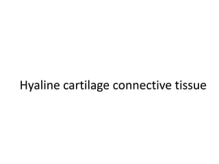 Hyaline cartilage connective tissue