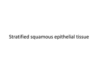 Stratified squamous epithelial tissue