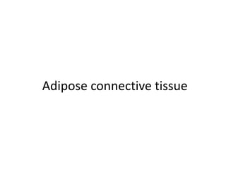 Adipose connective tissue