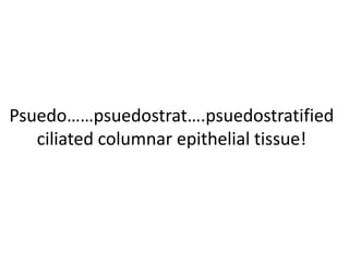 Psuedo……psuedostrat….psuedostratified ciliated columnar epithelial tissue!