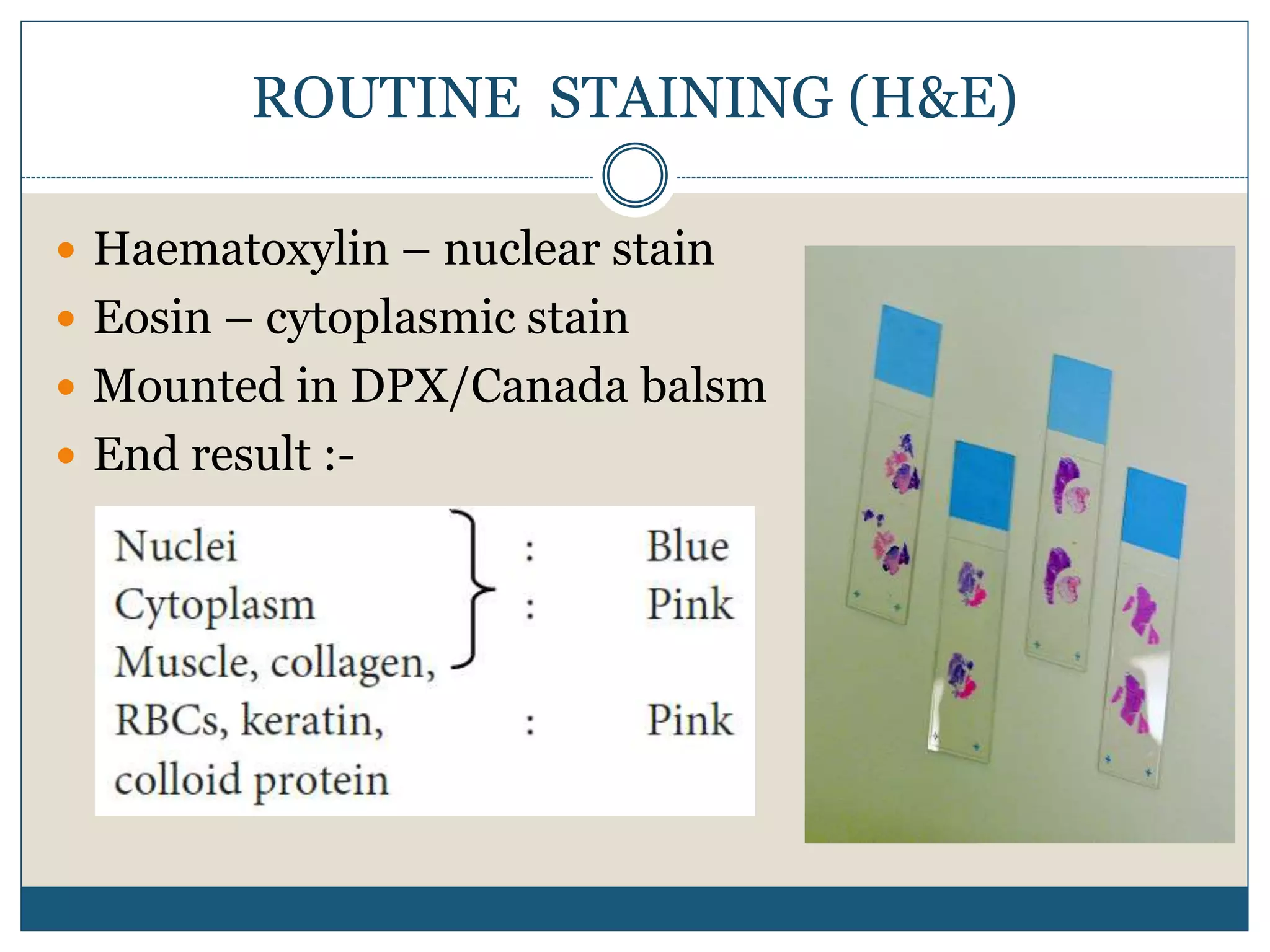 ROUTINE STAINING (H&E)
 Haematoxylin – nuclear stain
 Eosin – cytoplasmic stain
 Mounted in DPX/Canada balsm
 End result :-
 
