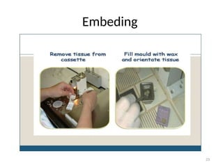 Comprehensive Guide to Tissue Processing for Histology and Microscopic ...