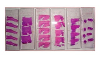 Dm Tissues Tissue processing DMLT II 2023.pptx