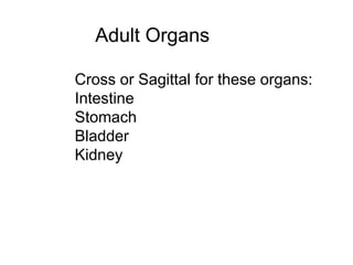 Adult Organs
Cross or Sagittal for these organs:
Intestine
Stomach
Bladder
Kidney
Spleen
 