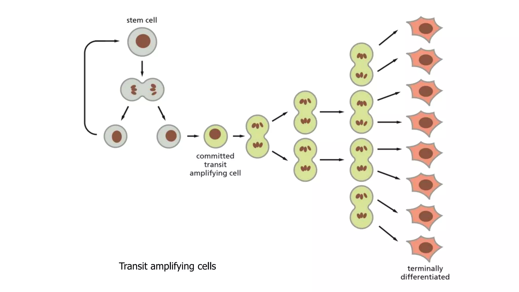Specialized Tissues, Stem Cells and Tissue Renewal | PPTX