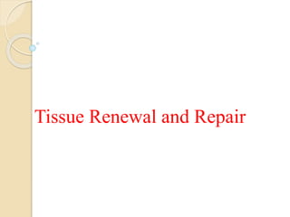 Tissue Renewal and Repair
 