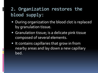 2. Organization restores the
blood supply:
 During organization the blood clot is replaced
by granulation tissue.
 Granulation tissue; is a delicate pink tissue
composed of several elements.
 It contains capillaries that grow in from
nearby areas and lay down a new capillary
bed.
 