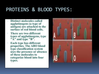 PROTEINS & BLOOD TYPES:
 Distinct molecules called
agglutinogens (a type of
antigen) are attached to the
surface of red blood cells.
 There are two different
types of agglutinogens, type
"A" and type "B".
 Each type has different
properties. The ABO blood
type classification system
uses the presence or absence
of these molecules to
categorize blood into four
types.
 