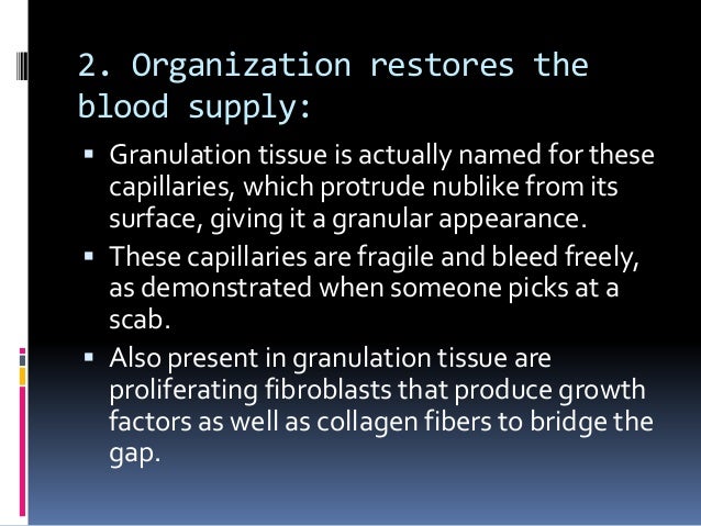 tissue repair Tissue repair, regeneration and wound healing (1) 1 tissue repair, regeneration and wound healing 2 tissue repair • repair, sometimes. tissue repair Tissue repair, regeneration and wound healing (1) 1 tissue repair, regeneration and wound healing 2 tissue repair • repair, sometimes.