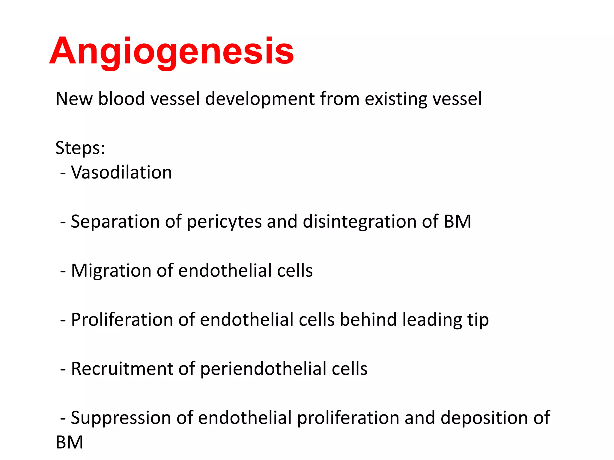 Angiogenesis
New blood vessel development from existing vessel
Steps:
- Vasodilation
- Separation of pericytes and disintegration of BM
- Migration of endothelial cells
- Proliferation of endothelial cells behind leading tip
- Recruitment of periendothelial cells
- Suppression of endothelial proliferation and deposition of
BM
 