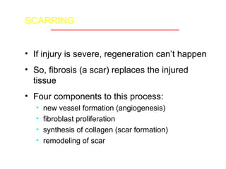 Scar Process Tissue Repair.ppt pathology undergraduate | PPT