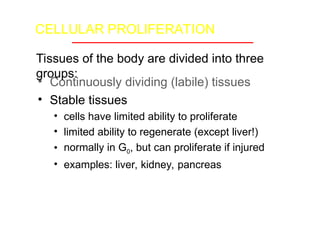 Proliferate Examples Tissue Repair.ppt pathology undergraduate | PPT