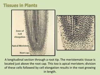 A longitudinal section through a root tip. The meristematic tissue is
located just above the root cap. This too is apical meristem; division
of these cells followed by cell elongation results in the root growing
in length.
 