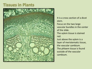 It is a cross section of a dicot
stem.
Focus on the two large
vascular bundles in the center
of the slide.
The xylem tissue is stained
red.
Just above the xylem is a
layer of meristematic tissue,
the vascular cambium.
The phloem tissue is found
outside of the vascular
cambium.
 