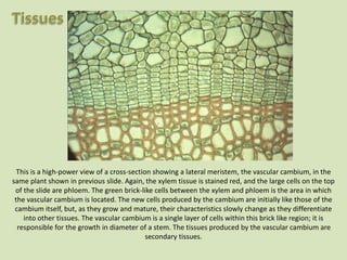 This is a high-power view of a cross-section showing a lateral meristem, the vascular cambium, in the
same plant shown in previous slide. Again, the xylem tissue is stained red, and the large cells on the top
of the slide are phloem. The green brick-like cells between the xylem and phloem is the area in which
the vascular cambium is located. The new cells produced by the cambium are initially like those of the
cambium itself, but, as they grow and mature, their characteristics slowly change as they differentiate
into other tissues. The vascular cambium is a single layer of cells within this brick like region; it is
responsible for the growth in diameter of a stem. The tissues produced by the vascular cambium are
secondary tissues.
 