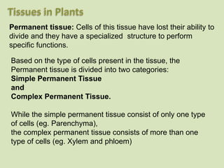 Permanent tissue: Cells of this tissue have lost their ability to
divide and they have a specialized structure to perform
specific functions.
Based on the type of cells present in the tissue, the
Permanent tissue is divided into two categories:
Simple Permanent Tissue
and
Complex Permanent Tissue.
While the simple permanent tissue consist of only one type
of cells (eg. Parenchyma),
the complex permanent tissue consists of more than one
type of cells (eg. Xylem and phloem)
 