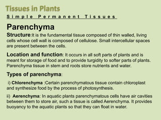 S i m p l e P e r m a n e n t T i s s u e s
Parenchyma
Structure:It is the fundamental tissue composed of thin walled, living
cells whose cell wall is composed of cellulose. Small intercellular spaces
are present between the cells.
Location and function: It occurs in all soft parts of plants and is
meant for storage of food and to provide turgidity to softer parts of plants.
Parenchyma tissue in stem and roots store nutrients and water.
Types of parenchyma:
i) Chlorenchyma :Certain parenchymatous tissue contain chloroplast
and synthesize food by the process of photosynthesis.
ii) Aerenchyma: In aquatic plants parenchymatous cells have air cavities
between them to store air, such a tissue is called Aerenchyma. It provides
buoyancy to the aquatic plants so that they can float in water.
 