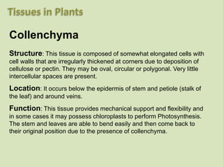 Collenchyma
Structure: This tissue is composed of somewhat elongated cells with
cell walls that are irregularly thickened at corners due to deposition of
cellulose or pectin. They may be oval, circular or polygonal. Very little
intercellular spaces are present.
Location: It occurs below the epidermis of stem and petiole (stalk of
the leaf) and around veins.
Function: This tissue provides mechanical support and flexibility and
in some cases it may possess chloroplasts to perform Photosynthesis.
The stem and leaves are able to bend easily and then come back to
their original position due to the presence of collenchyma.
 