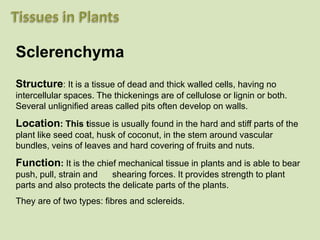 Sclerenchyma
Structure: It is a tissue of dead and thick walled cells, having no
intercellular spaces. The thickenings are of cellulose or lignin or both.
Several unlignified areas called pits often develop on walls.
Location: This tissue is usually found in the hard and stiff parts of the
plant like seed coat, husk of coconut, in the stem around vascular
bundles, veins of leaves and hard covering of fruits and nuts.
Function: It is the chief mechanical tissue in plants and is able to bear
push, pull, strain and shearing forces. It provides strength to plant
parts and also protects the delicate parts of the plants.
They are of two types: fibres and sclereids.
 