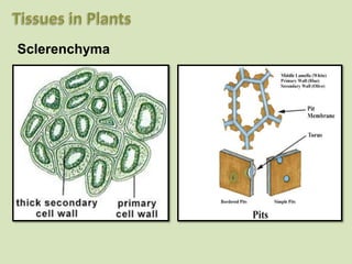 Sclerenchyma
 