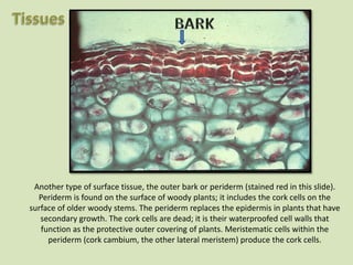 Another type of surface tissue, the outer bark or periderm (stained red in this slide).
Periderm is found on the surface of woody plants; it includes the cork cells on the
surface of older woody stems. The periderm replaces the epidermis in plants that have
secondary growth. The cork cells are dead; it is their waterproofed cell walls that
function as the protective outer covering of plants. Meristematic cells within the
periderm (cork cambium, the other lateral meristem) produce the cork cells.
 