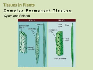 C o m p l e x P e r m a n e n t T i s s u e s
Xylem and Phloem
 