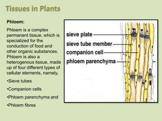 Phloem:
Phloem is a complex
permanent tissue, which is
specialized for the
conduction of food and
other organic substances.
Phloem is also a
heterogenous tissue, made
up of four different types of
cellular elements, namely,
•Sieve tubes
•Companion cells
•Phloem parenchyma and
•Phloem fibres
 