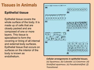 Epithelial tissue covers the
whole surface of the body. It is
made up of cells that are
closely packed and are
composed of one or more
layers. This tissue is
specialised to form the
covering or lining of all internal
and external body surfaces.
Epithelial tissue that occurs on
surfaces on the interior of the
body is known as
endothelium.
Epithelial tissue
Cellular arrangements in epithelial tissues.
(a) Squamous. (b) Cuboidal. (c) Columnar. (d)
Stratified squamous. (e) Pseudostratified. (f)
Transitional.
 