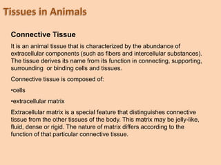 Connective Tissue
It is an animal tissue that is characterized by the abundance of
extracellular components (such as fibers and intercellular substances).
The tissue derives its name from its function in connecting, supporting,
surrounding or binding cells and tissues.
Connective tissue is composed of:
•cells
•extracellular matrix
Extracellular matrix is a special feature that distinguishes connective
tissue from the other tissues of the body. This matrix may be jelly-like,
fluid, dense or rigid. The nature of matrix differs according to the
function of that particular connective tissue.
 