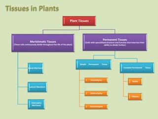 Plant Tissues
Meristimatic Tissues
(These cells continuously divide throughout the life of the plant)
Apical Meristem
Lateral Meristem
Intercalary
Meristem
Permanent Tissues
(Cells with speciallised structure and function that have lost their
ability to divide further)
Simple Permanent Tissue
Parenchyma
Collenchyma
Sclerenchyma
Complex Permanent Tissue
Xylem
Phloem
 