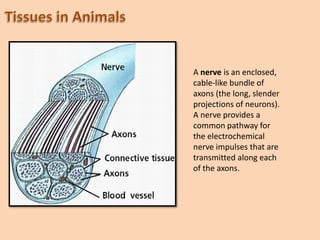 A nerve is an enclosed,
cable-like bundle of
axons (the long, slender
projections of neurons).
A nerve provides a
common pathway for
the electrochemical
nerve impulses that are
transmitted along each
of the axons.
 