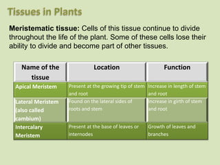 Meristematic tissue: Cells of this tissue continue to divide
throughout the life of the plant. Some of these cells lose their
ability to divide and become part of other tissues.
Name of the
tissue
Location Function
Apical Meristem Present at the growing tip of stem
and root
Increase in length of stem
and root
Lateral Meristem
(also called
cambium)
Found on the lateral sides of
roots and stem
Increase in girth of stem
and root
Intercalary
Meristem
Present at the base of leaves or
internodes
Growth of leaves and
branches
 