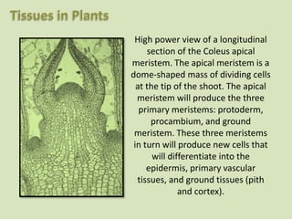 High power view of a longitudinal
section of the Coleus apical
meristem. The apical meristem is a
dome-shaped mass of dividing cells
at the tip of the shoot. The apical
meristem will produce the three
primary meristems: protoderm,
procambium, and ground
meristem. These three meristems
in turn will produce new cells that
will differentiate into the
epidermis, primary vascular
tissues, and ground tissues (pith
and cortex).
 