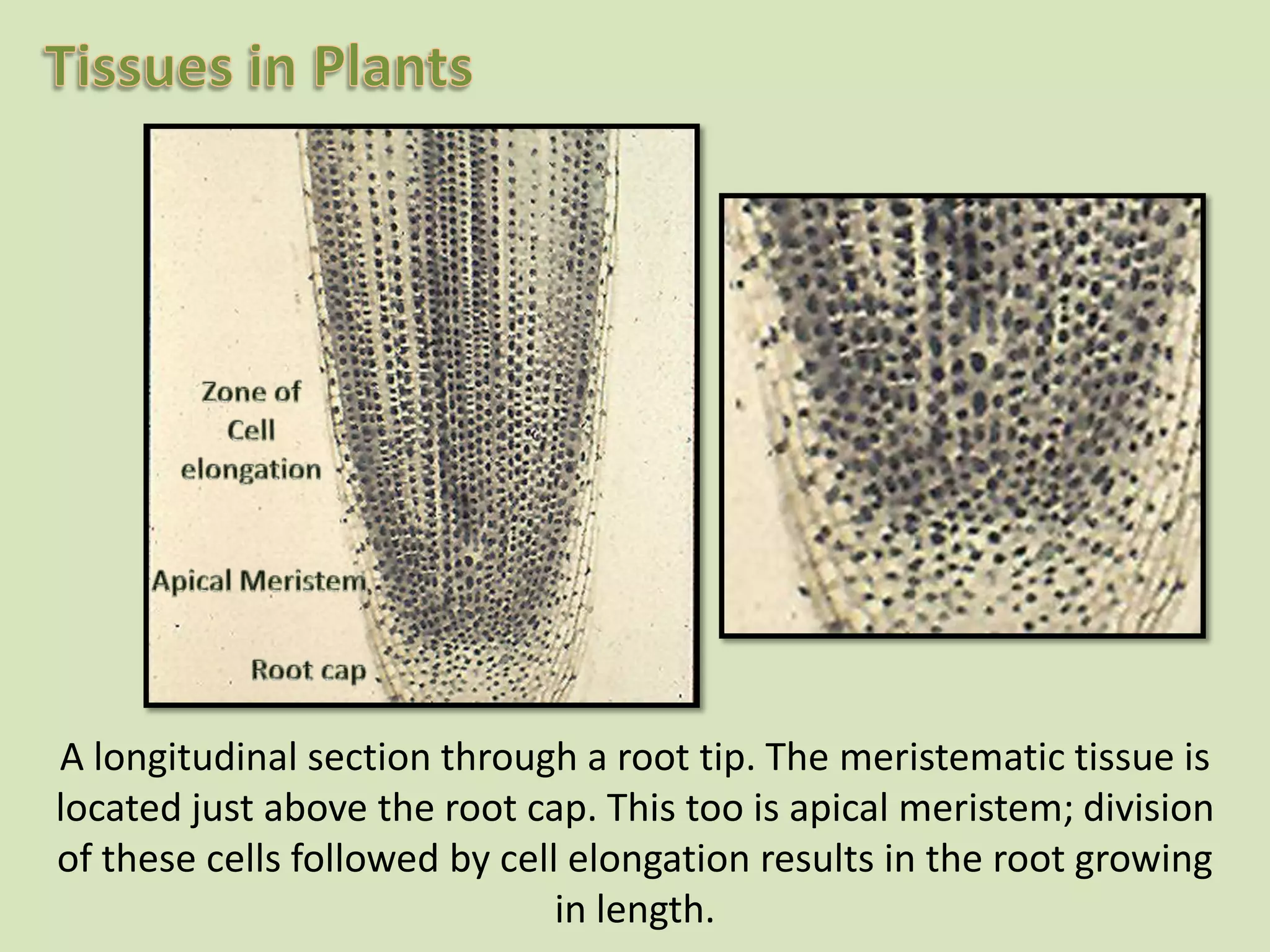 Zone ofCellelongationApical MeristemRoot capA longitudinal section through a root tip. The meristematic tissue is located just above the root cap. This too is apical meristem; division of these cells followed by cell elongation results in the root growing in length.