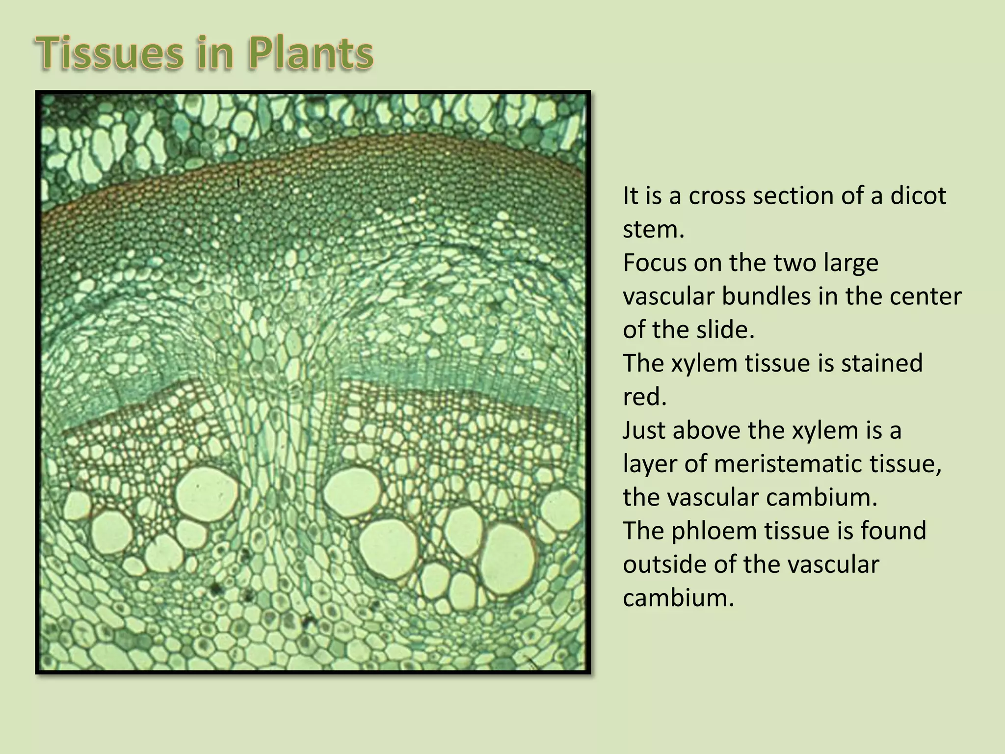 It is a cross section of a dicotstem. Focus on the two large vascular bundles in the center of the slide. The xylem tissue is stained red. Just above the xylem is a layer of meristematic tissue, the vascular cambium.The phloem tissue is found outside of the vascular cambium.