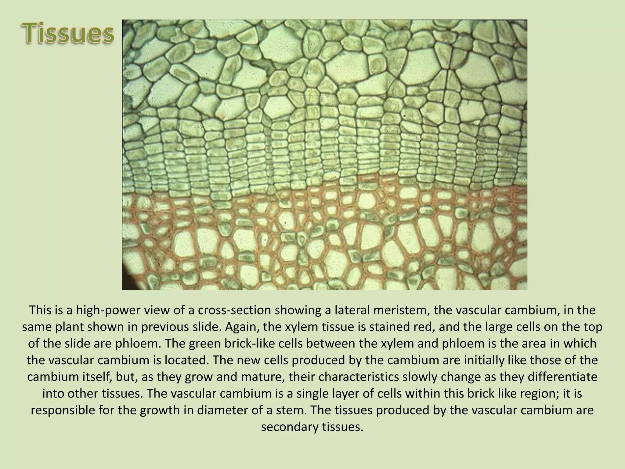 This is a high-power view of a cross-section showing a lateral meristem, the vascular cambium, in the same plant shown in previous slide. Again, the xylem tissue is stained red, and the large cells on the top of the slide are phloem. The green brick-like cells between the xylem and phloem is the area in which the vascular cambium is located. The new cells produced by the cambium are initially like those of the cambium itself, but, as they grow and mature, their characteristics slowly change as they differentiate into other tissues. The vascular cambium is a single layer of cells within this brick like region; it is responsible for the growth in diameter of a stem. The tissues produced by the vascular cambium are secondary tissues.