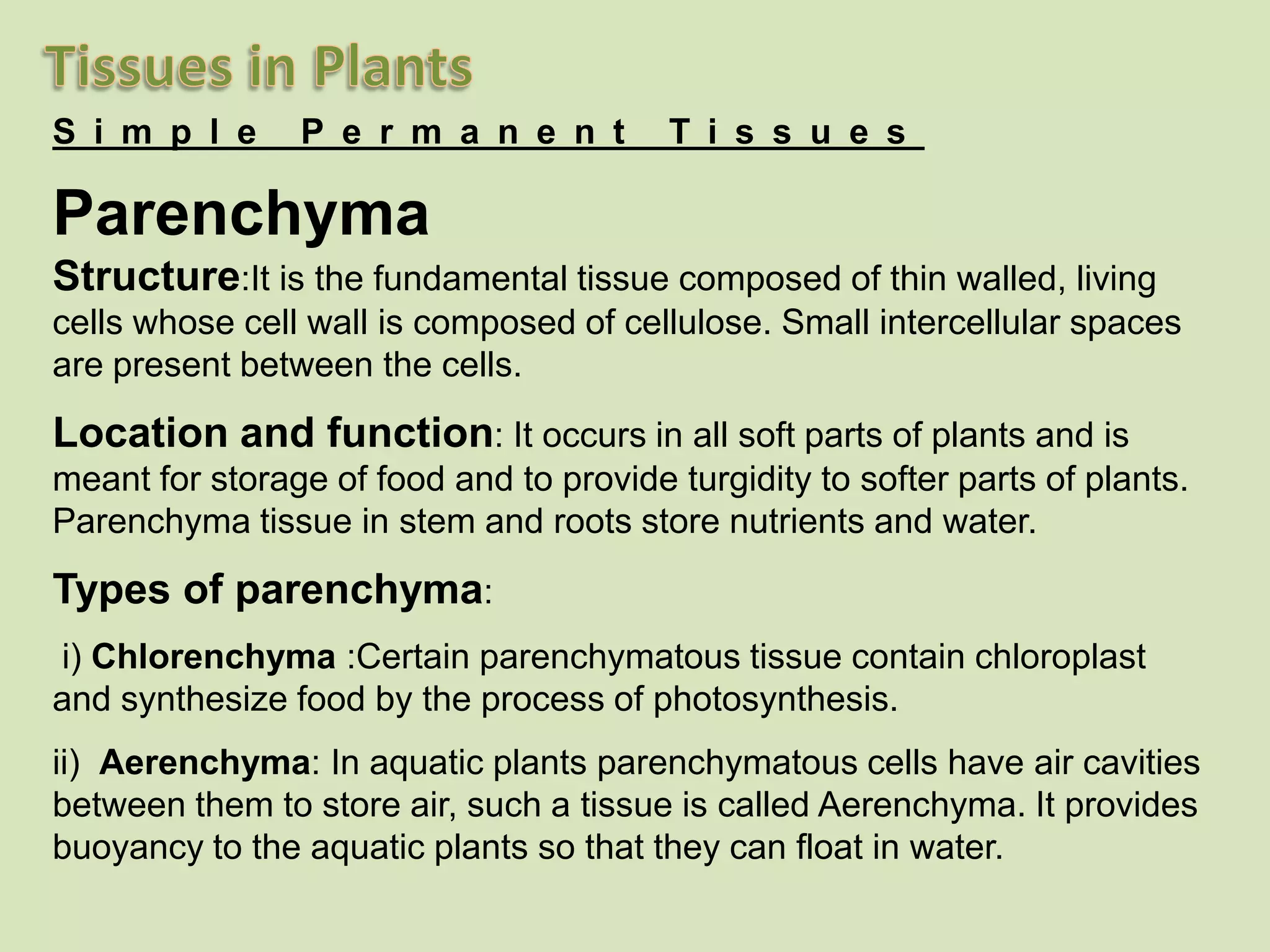 Simple Permanent TissuesParenchymaStructure:It is the fundamental tissue composed of thin walled, living cells whose cell wall is composed of cellulose. Small intercellular spaces are present between the cells.Location and function: It occurs in all soft parts of plants and is meant for storage of food and to provide turgidity to softer parts of plants. Parenchyma tissue in stem and roots store nutrients and water.Types of parenchyma:i) Chlorenchyma :Certain parenchymatous tissue contain chloroplast and synthesize food by the process of photosynthesis.ii)  Aerenchyma: In aquatic plants parenchymatous cells have air cavities between them to store air, such a tissue is called Aerenchyma. It provides buoyancy to the aquatic plants so that they can float in water.