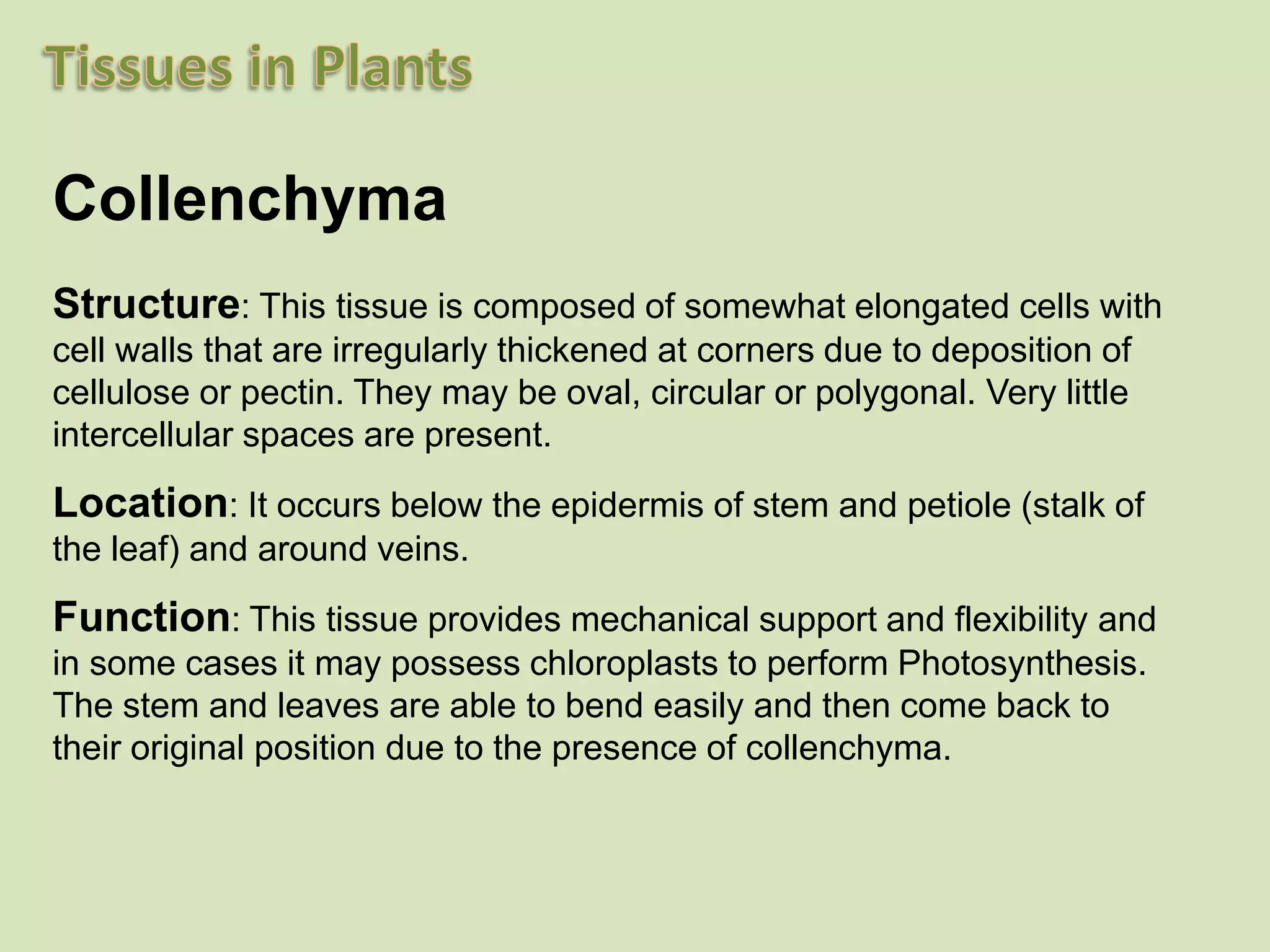 CollenchymaStructure: This tissue is composed of somewhat elongated cells with cell walls that are irregularly thickened at corners due to deposition of cellulose or pectin. They may be oval, circular or polygonal. Very little intercellular spaces are present.Location: It occurs below the epidermis of stem and petiole (stalk of the leaf) and around veins. Function: This tissue provides mechanical support and flexibility and in some cases it may possess chloroplasts to perform Photosynthesis. The stem and leaves are able to bend easily and then come back to their original position due to the presence of collenchyma.