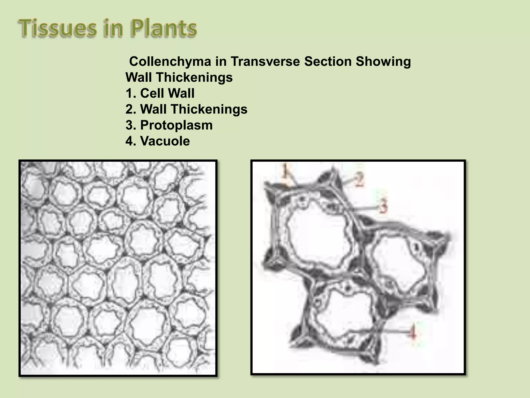 Collenchymain Transverse Section Showing WallThickenings1. Cell Wall2. Wall Thickenings3. Protoplasm4. Vacuole