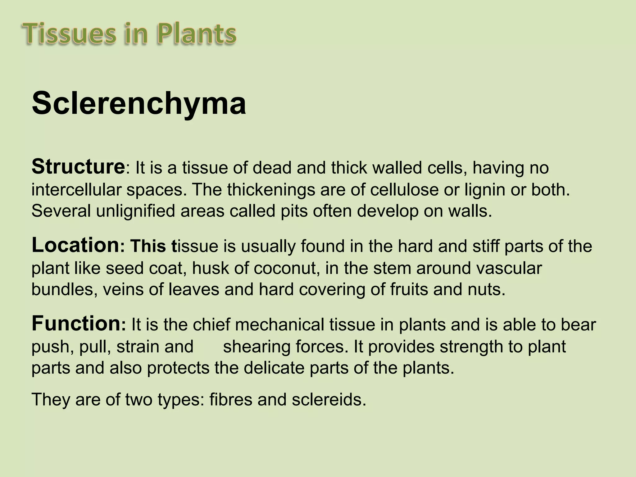 SclerenchymaStructure: It is a tissue of dead and thick walled cells, having no intercellular spaces. The thickenings are of cellulose or lignin or both. Several unlignified areas called pits often develop on walls.Location: This tissue is usually found in the hard and stiff parts of the plant like seed coat, husk of coconut, in the stem around vascular bundles, veins of leaves and hard covering of fruits and nuts.Function: It is the chief mechanical tissue in plants and is able to bear push, pull, strain and      shearing forces. It provides strength to plant parts and also protects the delicate parts of the plants.They are of two types: fibres and sclereids.