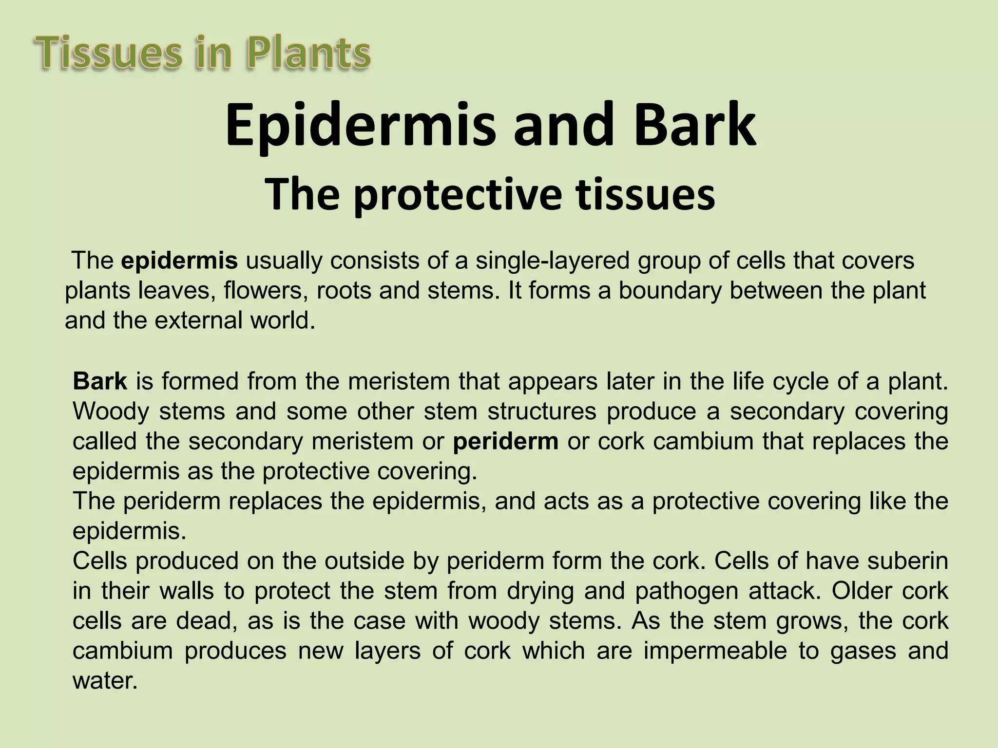Epidermis and BarkThe protective tissues The epidermis usually consists of a single-layered group of cells that covers plants leaves, flowers, roots and stems. It forms a boundary between the plant and the external world.Bark is formed from the meristem that appears later in the life cycle of a plant. Woody stems and some other stem structures produce a secondary covering called the secondary meristem or periderm or cork cambium that replaces the epidermis as the protective covering.The periderm replaces the epidermis, and acts as a protective covering like the epidermis. Cells produced on the outside by periderm form the cork. Cells of have suberin in their walls to protect the stem from drying and pathogen attack. Older cork cells are dead, as is the case with woody stems. As the stem grows, the cork cambium produces new layers of cork which are impermeable to gases and water.